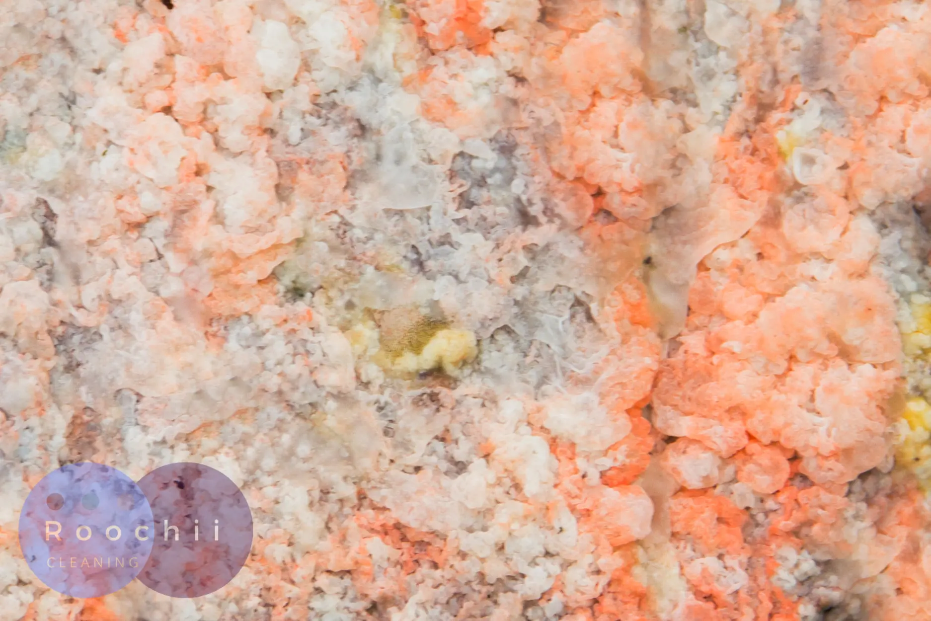 Example of pink mold buildup on surface for reference on how to clean pink mold in shower

